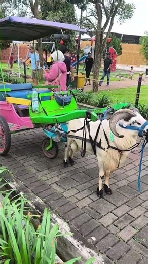 goat pulling a donkey