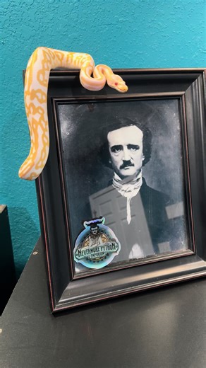 Happy Birthday to the one and only Edgar Allan Poe! #edgarallanpoe #poe #ballpython #snake #chadcrewsmagic