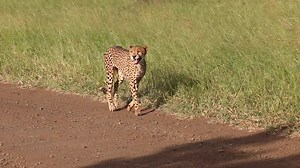 62K views · 1.2K reactions | Watch an incredible sighting of a Cheetah calling in Kruger National Park, South Africa. #amazing #wildlife #safari #animals #nature | Wildest Kruger Sightings | Facebook