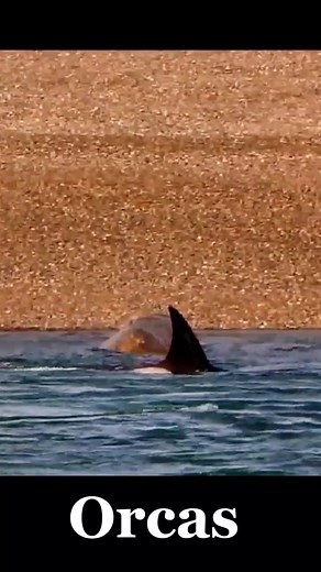 #orca #seal #fy #fd #encounter #ocean #nature