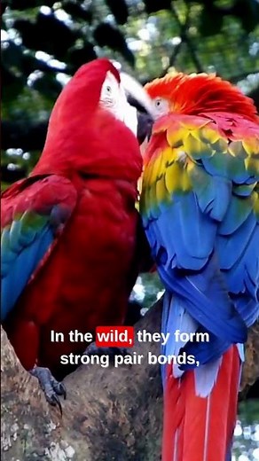 The Colorful World of the Macaw 🦜#macaw #animals #wildlife