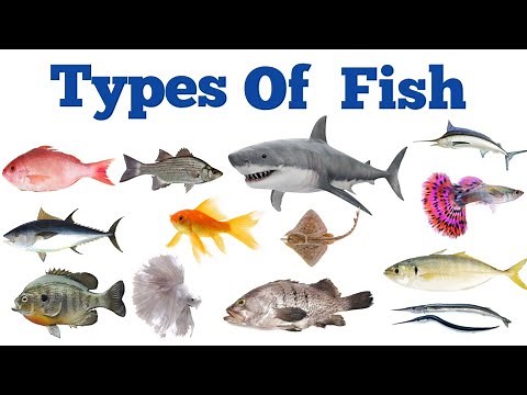 Different Fish With Pictures And Names In English|Fish Vocabulary|Sea Finshes|Types Of Fish