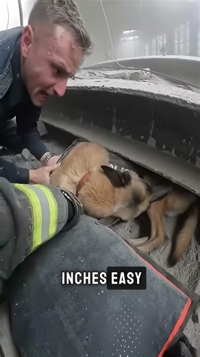 NO PARTNER LEFT BEHIND! 🚔 Heart-Shattering K-9 Rescue! 🐾 #subscribe