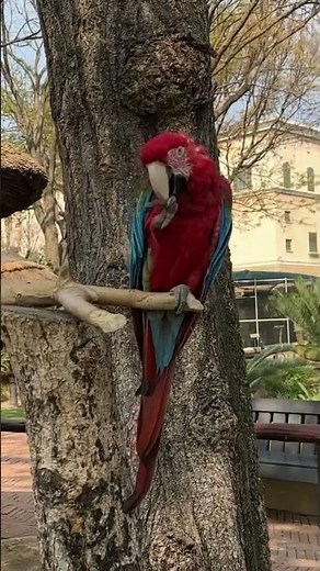 Why Parrots are so talkative and social