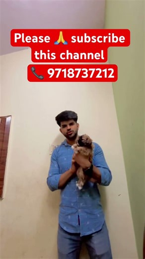 #cute #youtubeshorts #pets #petshub #breeds #shitzu
