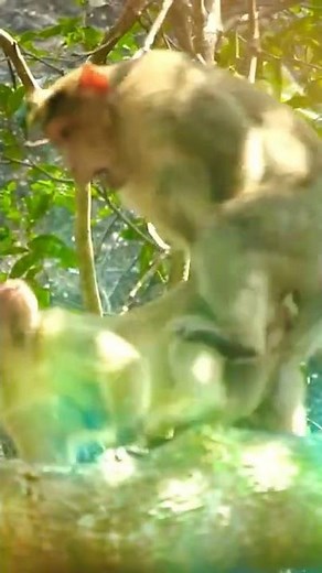 Monkey Mating Documented |
