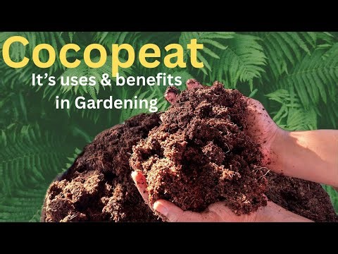 All About cocopeat It's benefits and How to use it?