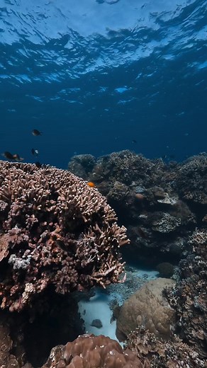 Colorful Video Editing in Lumafusion: RAW White Balance, LUT, and Color Adjustments for Amazing Results