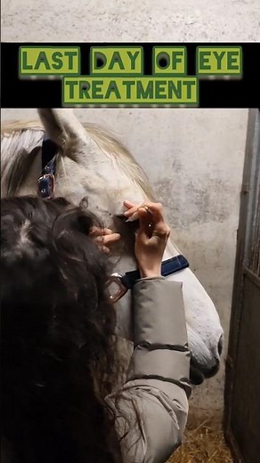 Treating our horse's injured eyelid