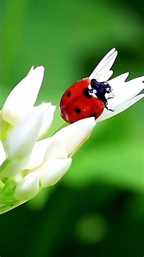Mind-Blowing Ladybug Facts That Will Surprise You! 🐞