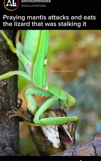 Why Praying Mantises Are Nature's Deadliest Predators