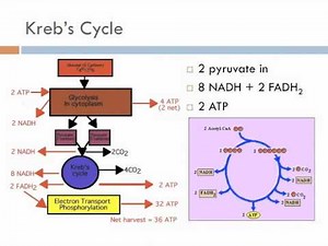 Biology 1, Lecture 10: Cellular Respiration