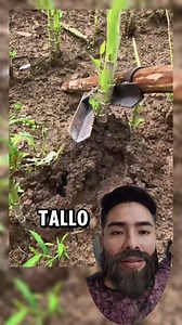 Useful for Agriculture: Homemade Root Rake
