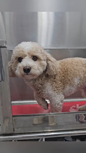 Ted 💟 #cavachon #cavalier #bichon #groom #bath #doggroomer #redditch #dogsofredditch #puppy | Berties Beards