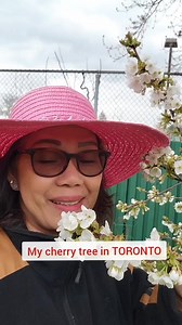 6.4K views · 239 reactions | My cherry tree in TORONTO #canada #fbreels #buhayabroad #springtime #lifeincanada #pinoyabroad #toronto | Menchie's Fil-Can Life | Facebook