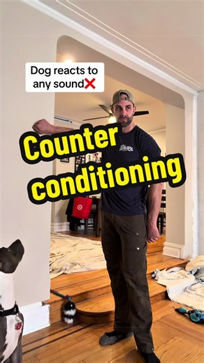 Transforming Dog Behavior Through Counter Conditioning