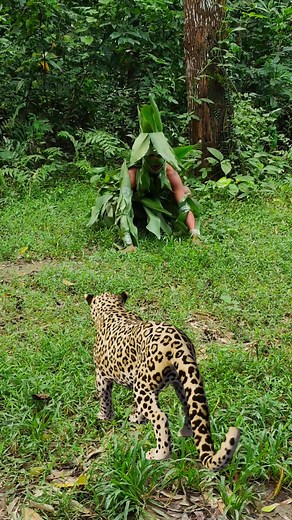 slow type leopard attack in jungle #12663# #vfx #editing #viral #jungli #tiger #reelsfypシ #sabcribe #editing #reelsviralシ | Mst. Kulsum Begum