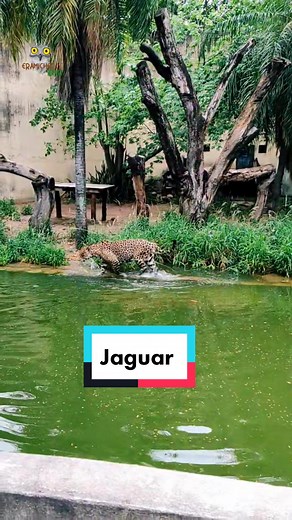 Exploring Jaguars and Tigers in Bolivia