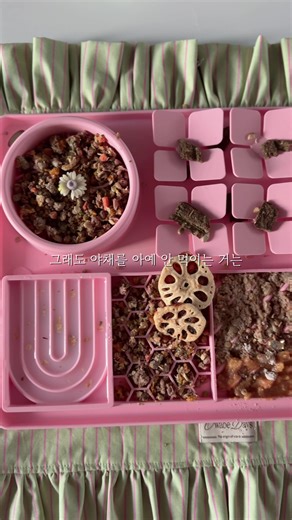 먹고싶은 사료 골라보라고 함 취향 대쪽 ㅇㅈ #whatmydogeats #dogfoodrecipe #feedmydog #강아지밥