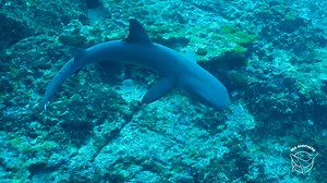 13K views · 511 reactions | An ocean without sharks, is an ocean without balance. Although sharks are apex predators, they actually contribute to keeping our oceans thriving with life. 麗❤️ Learn more about what Sea Shepherd is doing to save marine wildlife by visiting seashepherd.org/treasured-islands | Sea Shepherd Conservation Society | Facebook