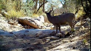 Solar Powered Trail Camera 4K Native 30MP-WiFi Bluetooth Hunting Game Camera H264 HD Video 65ft Night Vision Waterproof 120 Degree Motion Activated