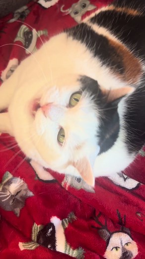 Understanding Cat Behavior: Jasmine and Oscar's Interaction