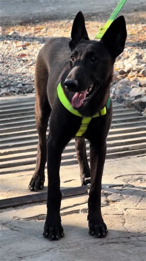 🖤☘️🇲🇲🤙