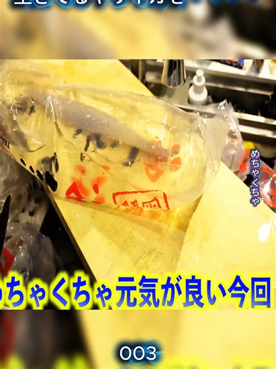 生きてるヤリイカの魅力と漁師の生活