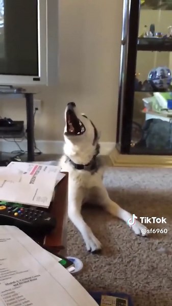 Dramatic Husky Screams In Hallway | Husky