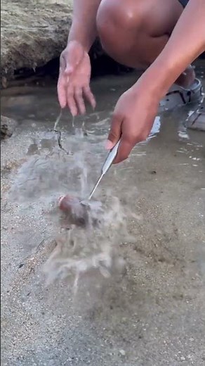 🐟 Unbelievable Beach Discovery Caught on Camera!