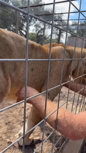 Yesterday Rick and I went around the zoo and he played dead in front of a bunch of the animals! They all reacted immediately, some more interested and curious than others. Like, following, and share to see all the parts of the series and how all of the animals felt about his antics! | Texas Wildlife Park