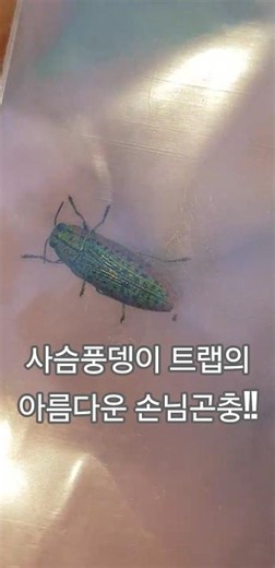 Collected the guest insect from the stag beetle trap! What a beautiful insect visited~!!