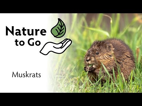 #NatureToGo | Muskrats in Minnesota – Mammals of the Marshes, Ponds and Wetlands