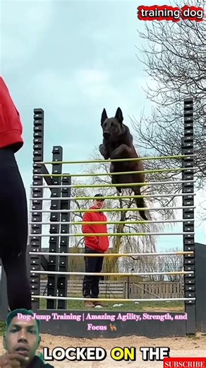 Dog Jump Training | Amazing Agility, Strength, and Focus 🐕‍🦺 #dogtraining #k9master #germanshepherd