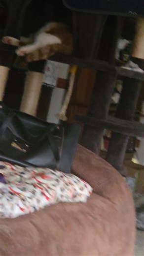 Cinda Gibson on Reels