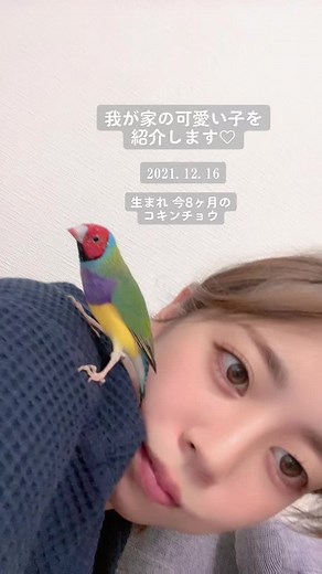 コキンチョウの飼い方と成長過程