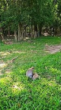 Real Monkey Life in Cambodia #shorts #monkeys