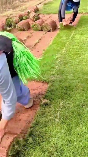 Carefully laying fresh green sod to create a smooth healthy lawn surface