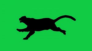 Download Leopard silhouette running loop animation on green screen background for free