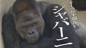 Handsome Gorilla