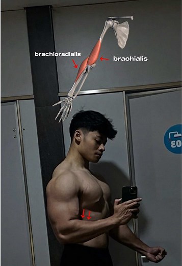 Cara Melatih Brachialis dengan Efektif