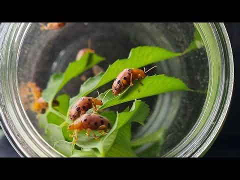 Bug Hunting, Catching ladybug 🐞 Garden Insect Collecting!!!! #022