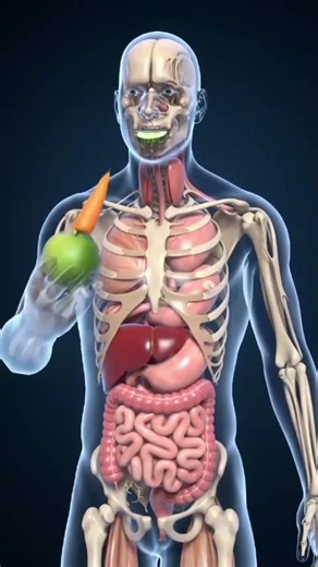 How to you digestive system work 😞