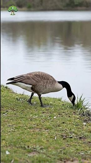 Canada Goose (Branta canadensis) #CanadaGoose #Waterfowl #BirdWatching #NatureDocumentary #Geese
