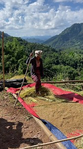 259K views · 10K reactions | Rice Harvesting In Kawthoolei  | Wah Fish Paste | Facebook