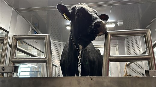 Research looks at methane gas created by cows