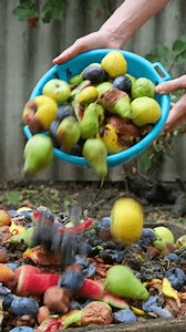 Organic Recycling Food Waste Eco-friendly Composting Stock Footage Video (100% Royalty-free) 3737468819 | Shutterstock