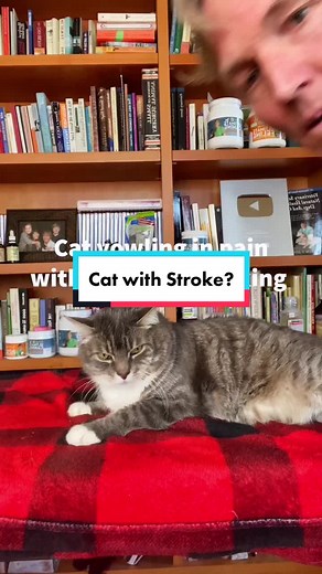 Cat Yowling & Difficulty Walking: Understanding Feline Health Issues