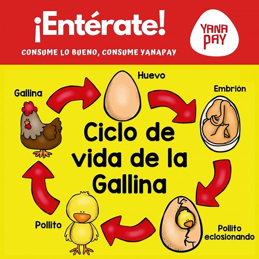 ¿Qué fue primero, el huevo o la gallina? 👀🐣¿Qué opinas? 👀 Aquí te presentamos el ciclo de vida de una gallinita 🙌 | Familia Yanapay