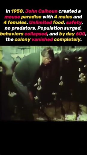 Mouse Utopia: The Experiment That Failed" #shorts